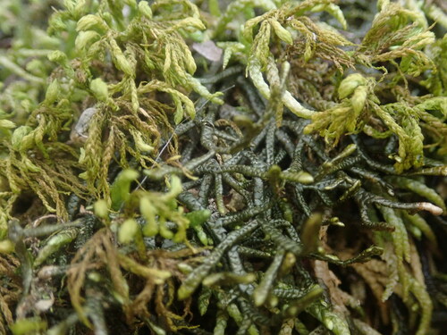 Porella vernicosa