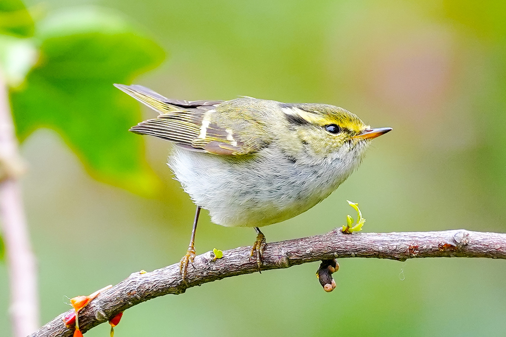 Pallas's Leaf Warbler photo
