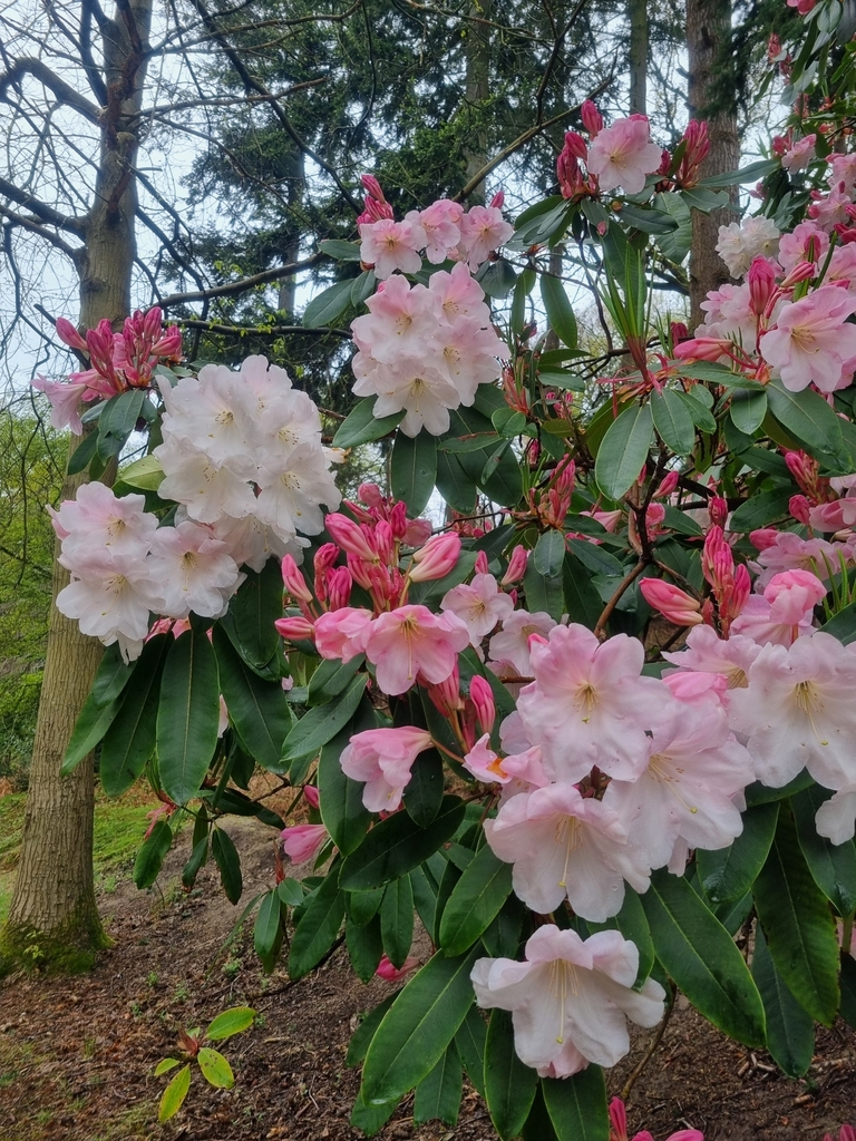 falsegoldflower rhododendron from Sheringham Park on April 23, 2024