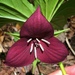 Trillium vaseyi - Photo (c) Brett Hopkins, todos los derechos reservados, uploaded by Brett Hopkins