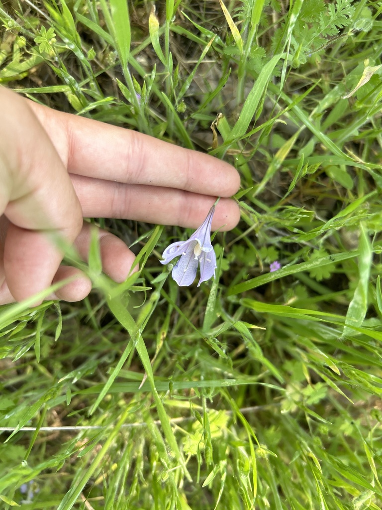 Ithuriel's Spear from Three Rivers, CA, US on April 22, 2024 at 02:27 ...