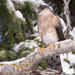 Northern Sharp-shinned Hawk - Photo (c) Norma Maurice, all rights reserved, uploaded by Norma Maurice