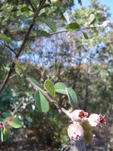 southern false serviceberry
