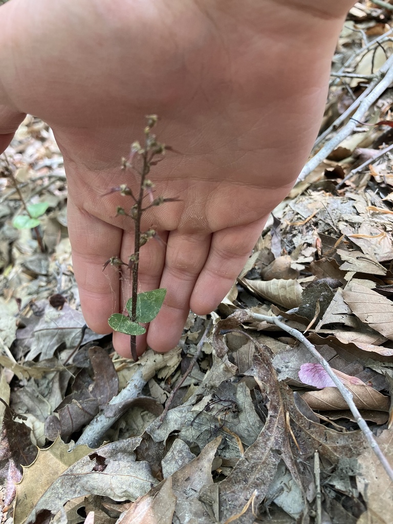 Southern Twayblade from Calvert Cliffs State Park, Lusby, MD, US on ...