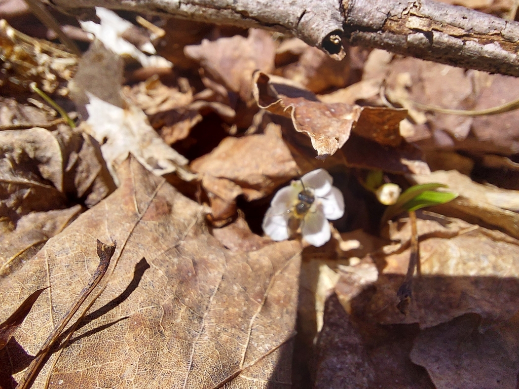 Bees from val racine qc g0y 1e1 canada on april 23 2024 at 01 54 pm