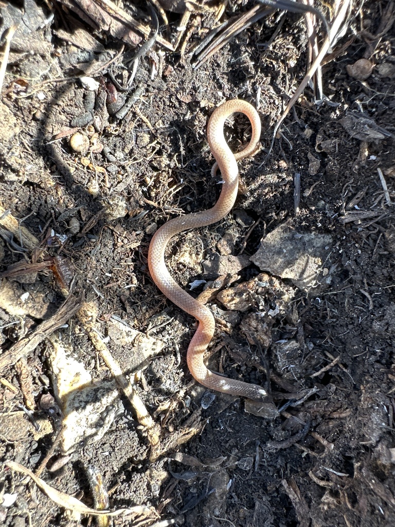 Flat-headed Snake in April 2024 by Sam · iNaturalist