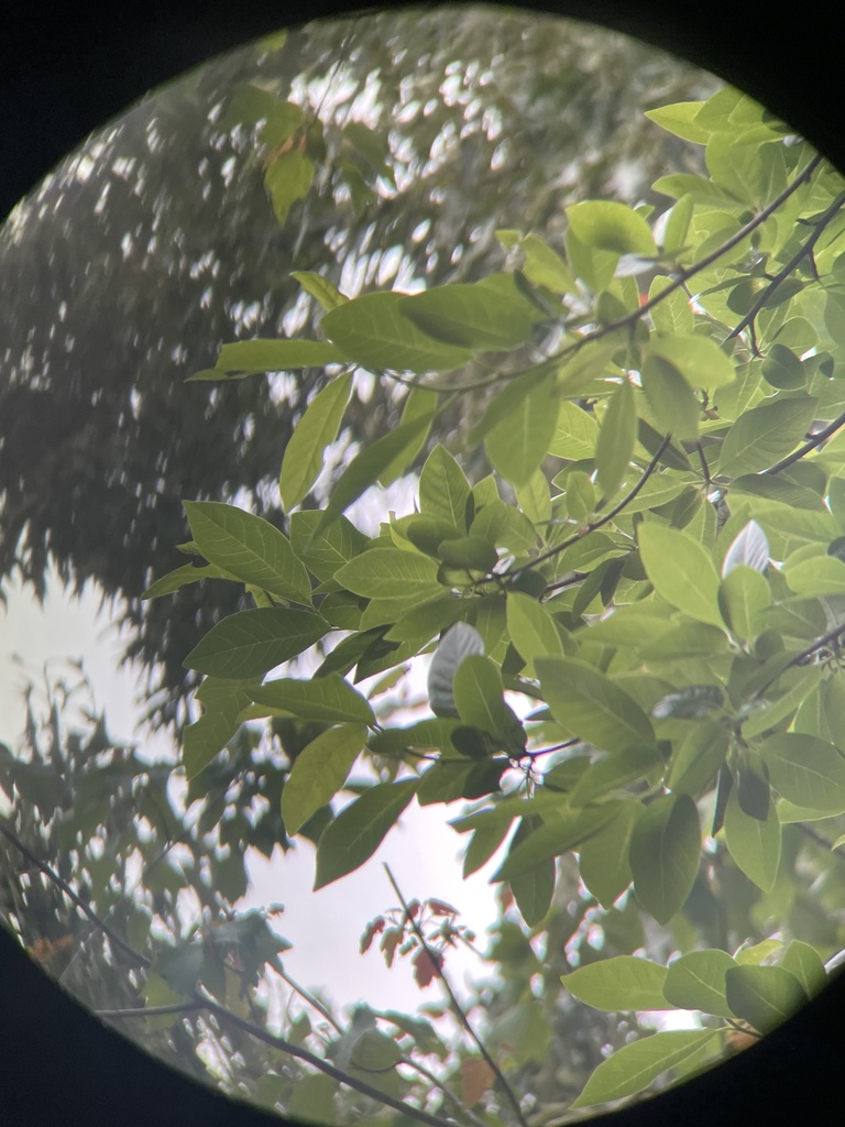 Swamp tupelo from FM-321, Montalba, TX, US on April 23, 2024 at 06:13 ...