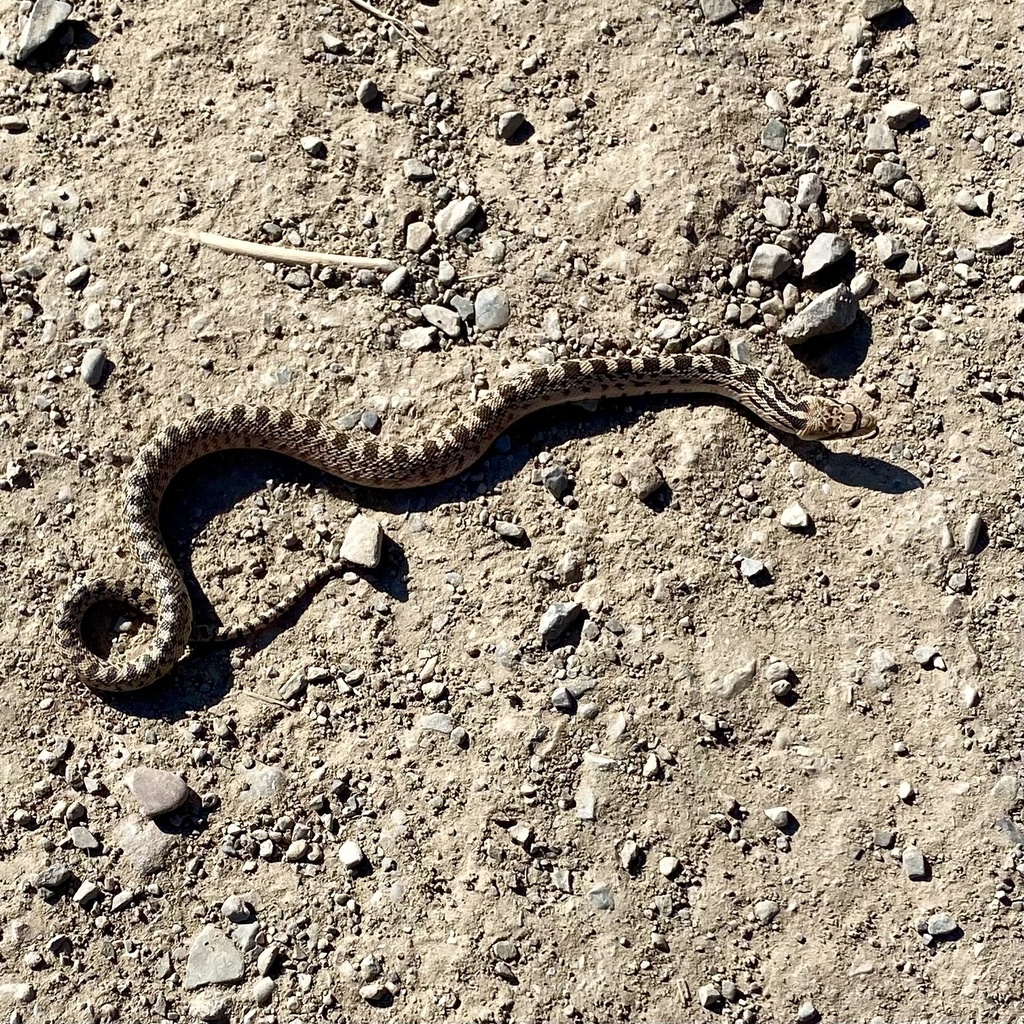 Great Basin Gopher Snake from Bonneville Shoreline Trail, Salt Lake ...