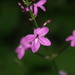 Pseuderanthemum alatum - Photo (c) Mané Salinas Rodríguez, todos os direitos reservados, uploaded by Mané Salinas Rodríguez