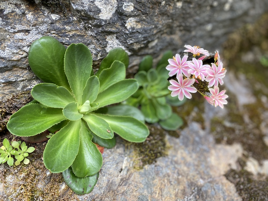 Heckner's lewisia in April 2024 by Raelynn Noel · iNaturalist