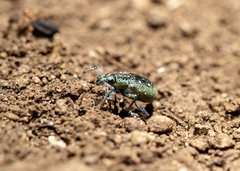 Exophthalmus jekelianus image