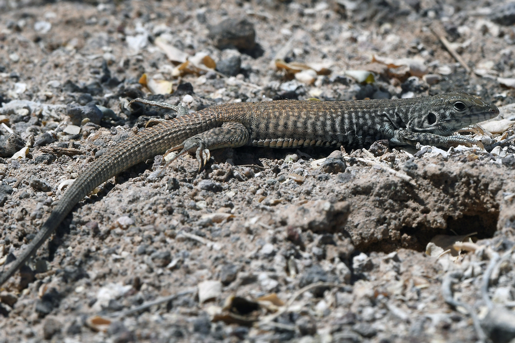 Western Whiptail from Pittmann, Henderson, NV, USA on April 14, 2024 at ...