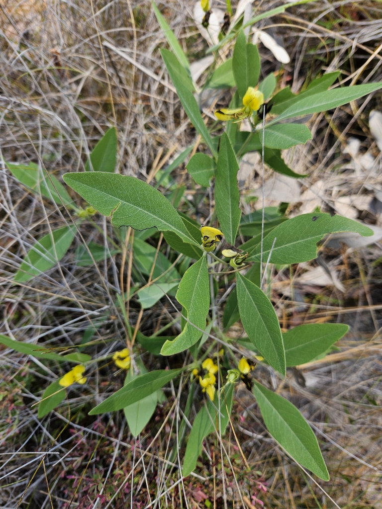 Gopherweed in April 2024 by Kameron Burgess · iNaturalist
