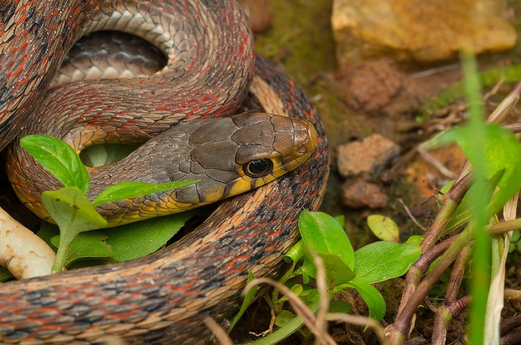 Buff Striped Keelback from Agumbe on August 21, 2022 by Hayath Mohammed ...