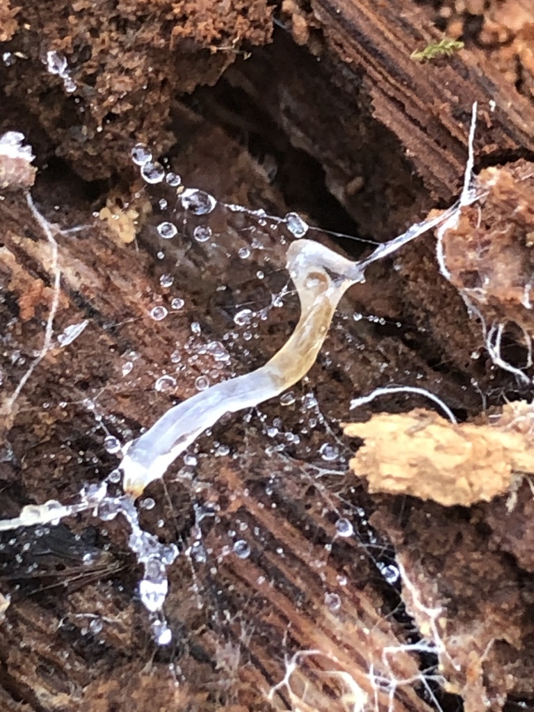 Potworms from Blue Hills Reservation, Canton, MA, US on March 22, 2024 ...