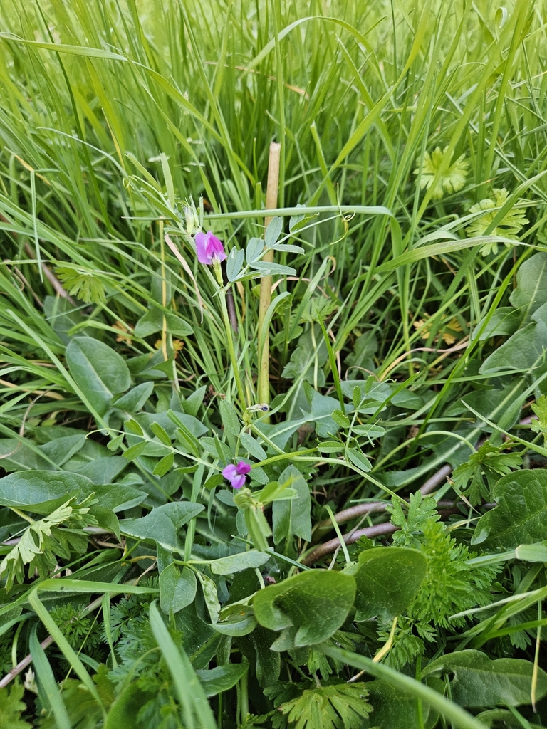 Common Vetch from Corvallis, OR, USA on April 23, 2024 at 07:05 PM by ...