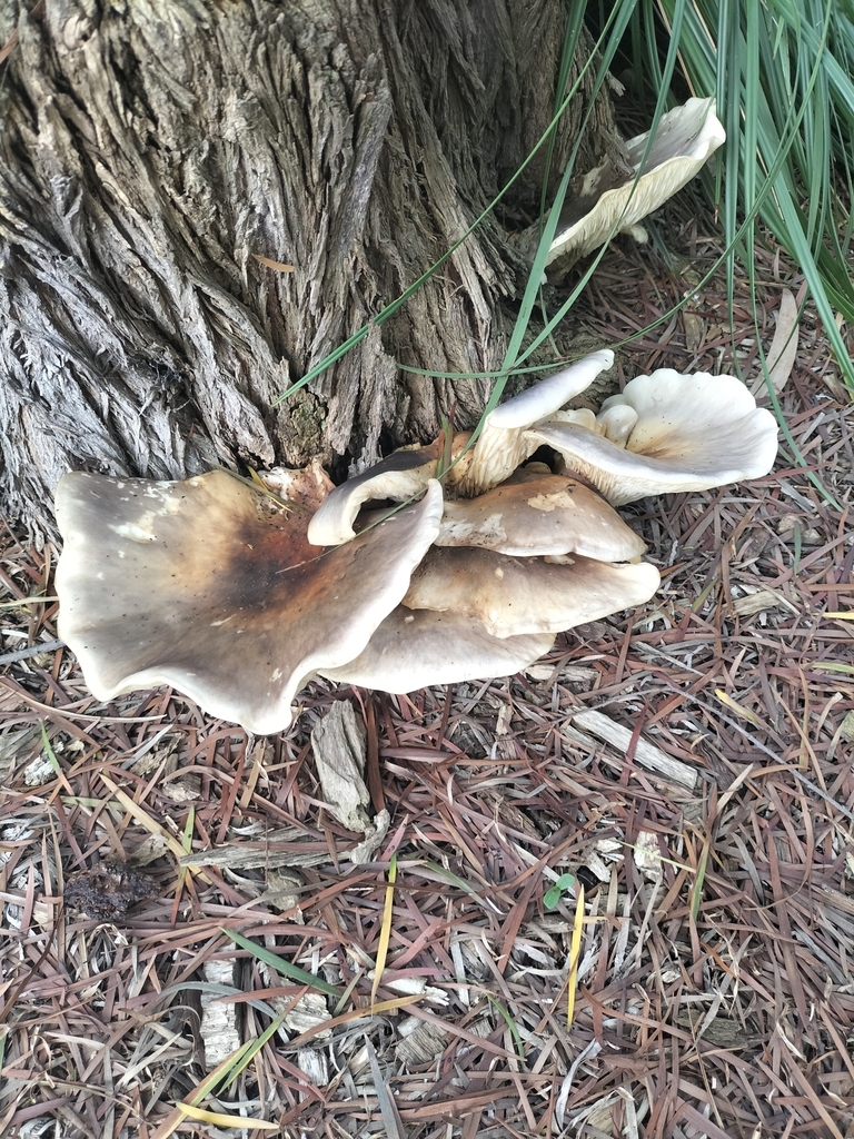 ghost fungus from Frankston VIC 3199, Australia on April 24, 2024 at 01 ...