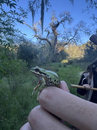 iNaturalist observation photo of Pacific chorus frog