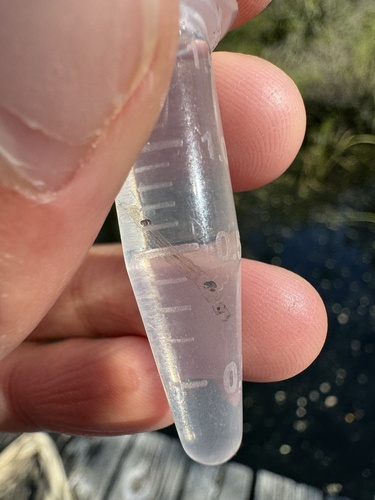 iNaturalist observation photo of Chaoborus