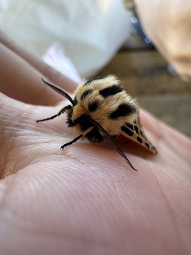 iNaturalist observation photo of Ornate Tiger Moth