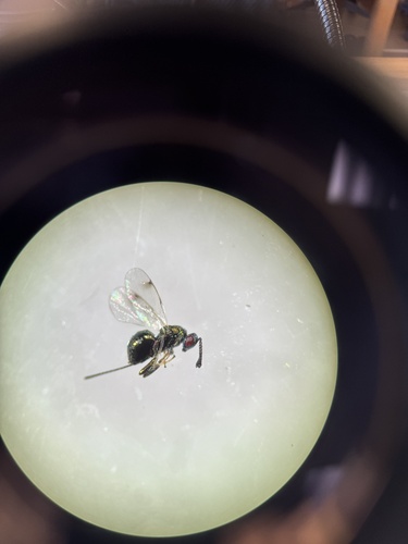 iNaturalist observation photo of Torymus