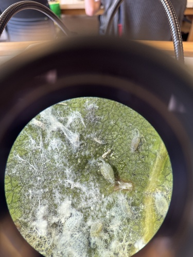 iNaturalist observation photo of Woolly Oak Aphids