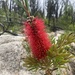 Callistemon kenmorrisonii - Photo 由 Bryce Watts-Parker 所上傳的 (c) Bryce Watts-Parker，保留所有權利