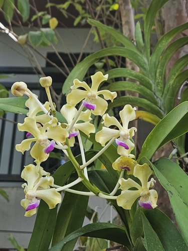 Ustii Orchid
