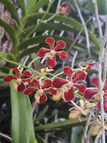 Mariae Orchid
