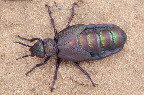 Meloe variegatus Donovan, 1793