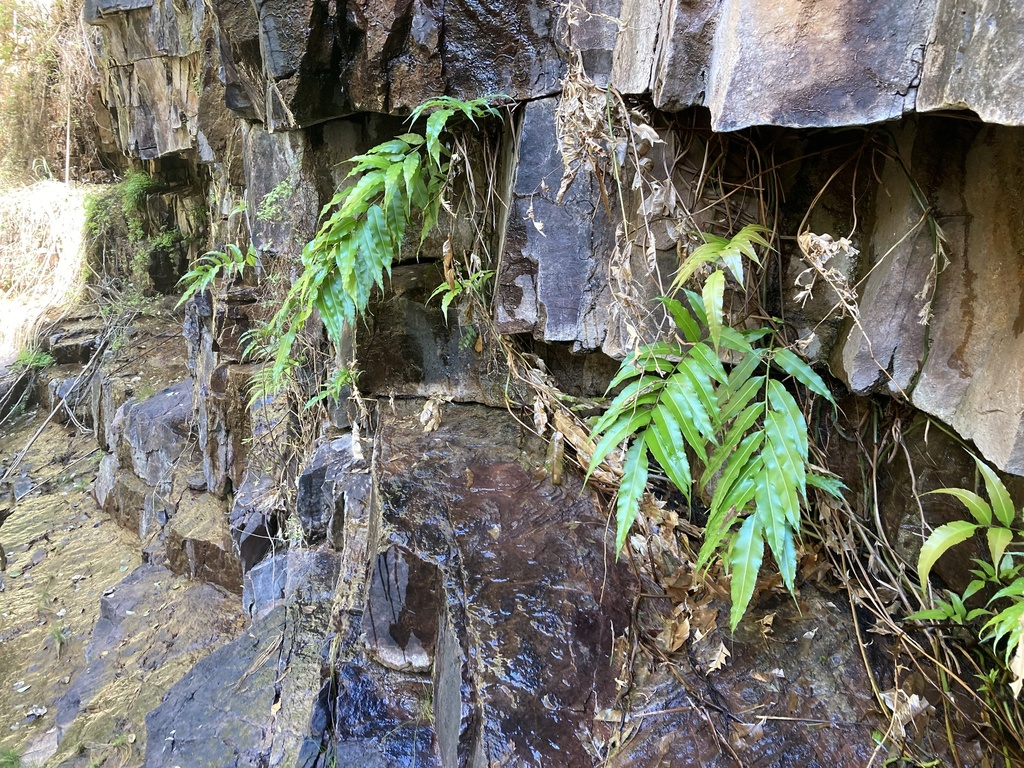 swamp vine fern from Durack, WA, AU on April 24, 2024 at 01:40 PM by ...