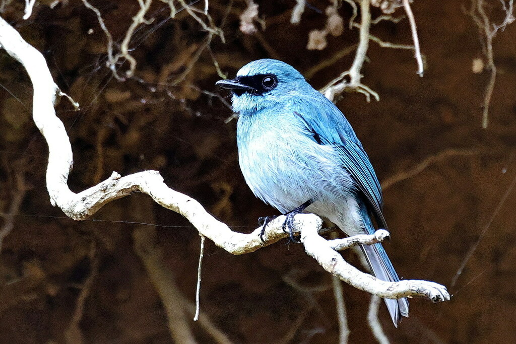 Turquoise Flycatcher (Eumyias panayensis) photo
