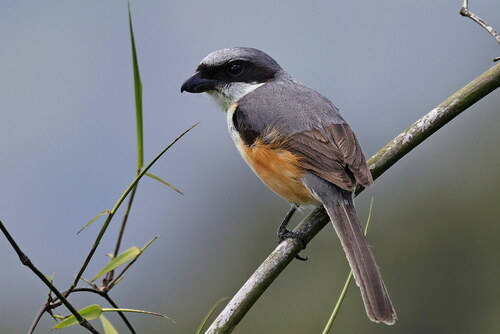 Grey-capped Shrike