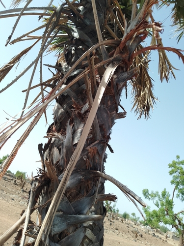 doum palm