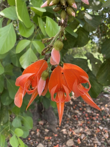 Flame of The Forest