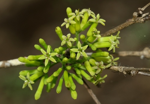 Strychnine Tree