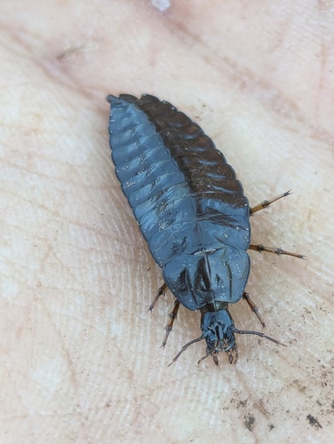 iNaturalist observation photo of Brennus