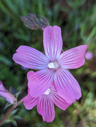 iNaturalist observation photo of checkerbloom