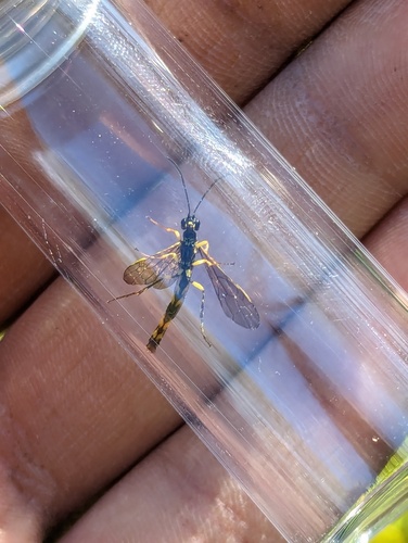iNaturalist observation photo of Calameuta clavata