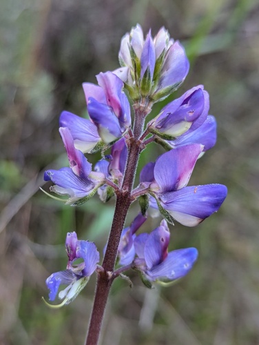 iNaturalist observation photo of arroyo lupine