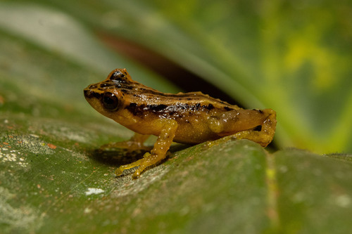 Pristimantis brevifrons thumbnail