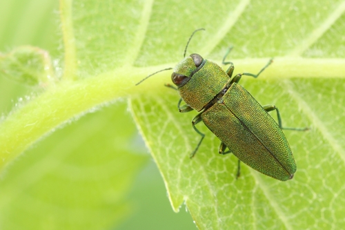 Anthaxia hackeri · iNaturalist