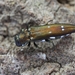 Agrilus ater - Photo (c) Nikola Rahmé, all rights reserved, uploaded by Nikola Rahmé