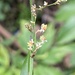 Oncidium integrilabre - Photo (c) Marcel Esquivel, all rights reserved, uploaded by Marcel Esquivel