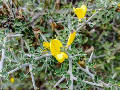 Spiny Broom