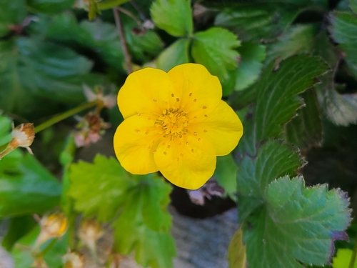 Waldsteinia ternata 3