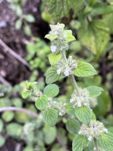 Minthostachys mollis (Benth.) Griseb.