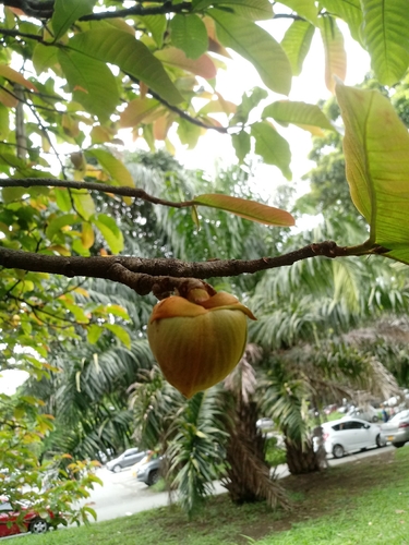 Annona purpurea - Whole tree