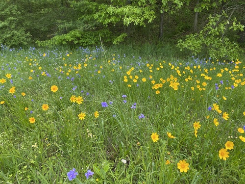 Western Spiderwort