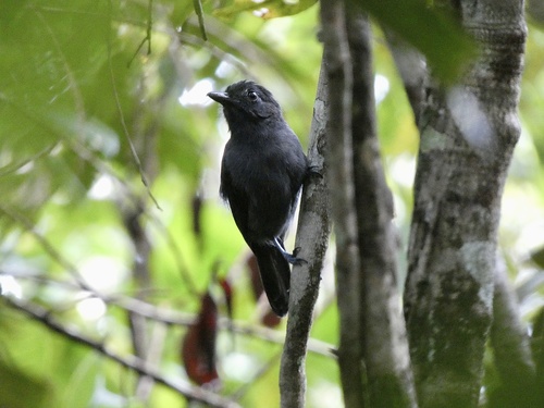 Acre Antshrike